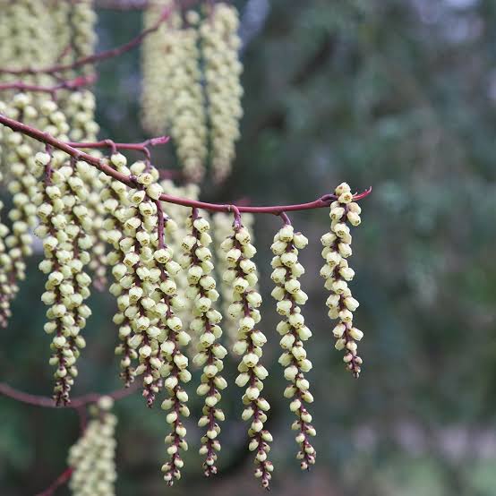 STACHYURUS PRAECOX PB18