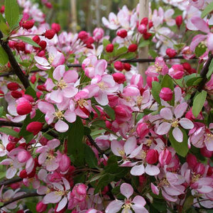 CRABAPPLE MALUS FLORIBUNDA JAPANESE APPLE BLOSSOM PB28