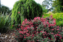 Load image into Gallery viewer, GREVILLEA WINTER DELIGHT 2.5L
