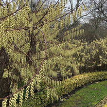 Load image into Gallery viewer, STACHYURUS PRAECOX PB18
