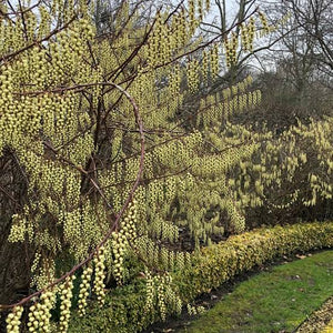 STACHYURUS PRAECOX PB18