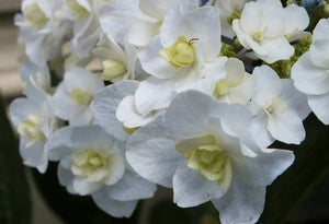 HYDRANGEA MACROPHYLLA TROPHY 4.0L