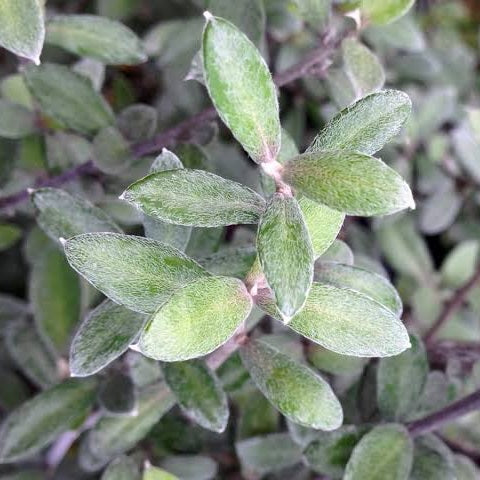 COROKIA GEENTYS GHOST 2.0L