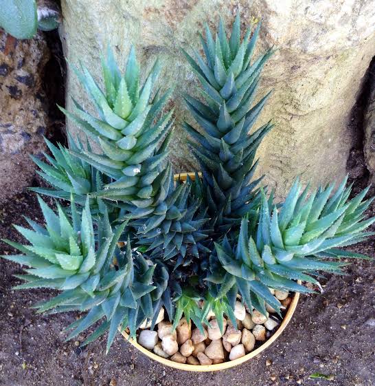 HAWORTHIA GLAUCA HERREN