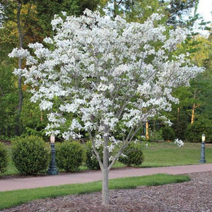 CORNUS FLORIDA CLOUD 9 PB18