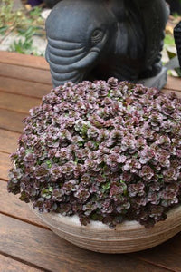 SEDUM CHOCOLATE BLOB