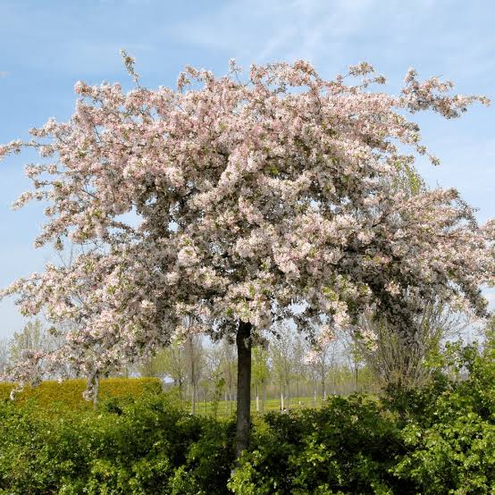 CRABAPPLE MALUS FLORIBUNDA JAPANESE APPLE BLOSSOM PB28