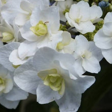 Load image into Gallery viewer, HYDRANGEA MACROPHYLLA TROPHY 4.0L
