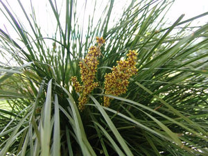 LOMANDRA NYALLA 1.3L