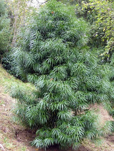 PODOCARPUS HENKELII