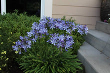 Load image into Gallery viewer, AGAPANTHUS BABY PETE 1.9L
