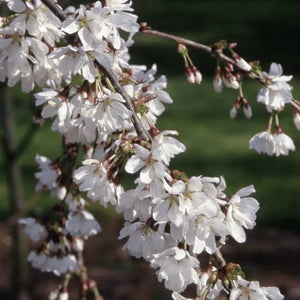 PRUNUS SUBHIRTELLA FALLING SNOW 1.0M PB28