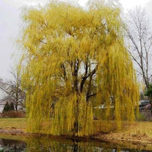 Load image into Gallery viewer, SALIX VITELLINA PENDULA AUREA GOLDEN WEEPING WILLOW PB28
