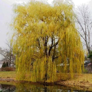 SALIX VITELLINA PENDULA AUREA GOLDEN WEEPING WILLOW PB28