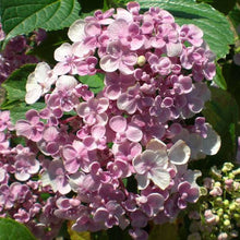 Load image into Gallery viewer, HYDRANGEA MACROPHYLLA AYESHA 6.0L
