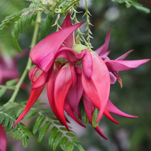 CLIANTHUS PUNICEUS ROSEA 3.3L