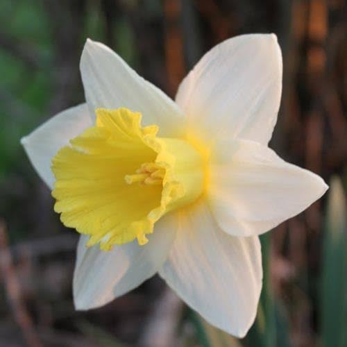 DAFFODIL LARGE CUPPED FINLAND 5PK