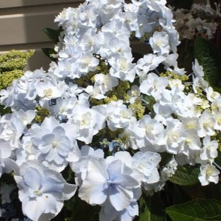 HYDRANGEA MACROPHYLLA TROPHY 4.0L