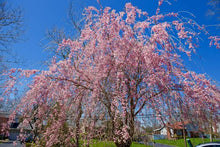 Load image into Gallery viewer, PRUNUS SUBHIRTELLA PENDULA ROSEA 1.0M PB28
