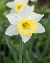 Load image into Gallery viewer, DAFFODIL LARGE CUPPED FINLAND 5PK
