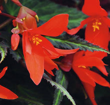 Load image into Gallery viewer, BEGONIA EBONY &amp; ORANGE 2.5L
