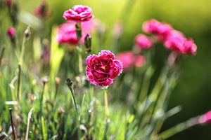 DIANTHUS ANGEL OF HARMONY 1.5L