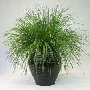 LOMANDRA NYALLA 1.3L