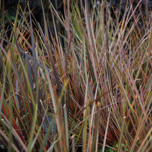 LIBERTIA TAUPO SUNSET