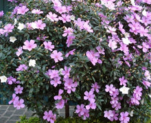 Load image into Gallery viewer, TIBOUCHINA CAROL LYN 3.5L
