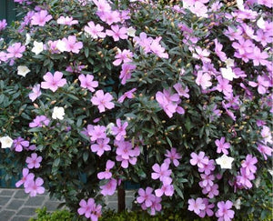 TIBOUCHINA CAROL LYN 3.5L