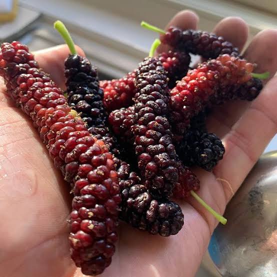MULBERRY DWARF RED SHAHTOOT MORUS 3.3L