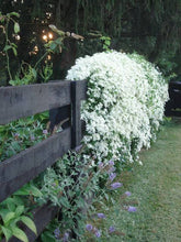 Load image into Gallery viewer, CLEMATIS PANICULATA PUAWHANANGA 3.5L
