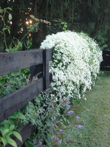 CLEMATIS PANICULATA PUAWHANANGA 3.5L