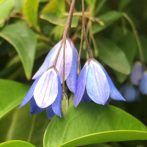 SOLLYA HETEROPHYLLA BLUE BELL CREEPER 3.5L