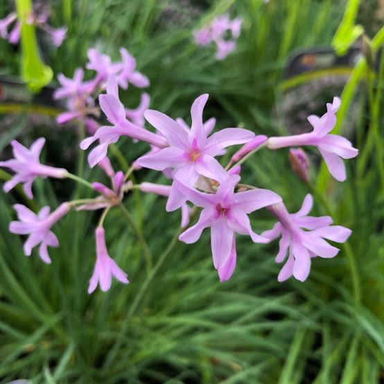 TULBAGHIA DARK STAR 1.9L