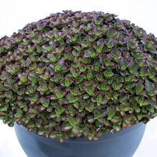 Load image into Gallery viewer, SEDUM CHOCOLATE BLOB
