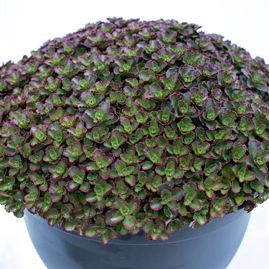 SEDUM CHOCOLATE BLOB