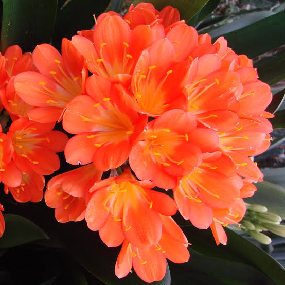 CLIVIA GRANDIFLORA 3.3L