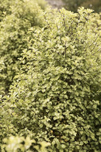 Load image into Gallery viewer, PITTOSPORUM TENUIFOLIUM TASMAN RUFFLES 4.0L
