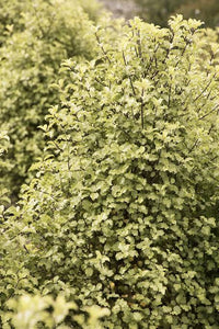 PITTOSPORUM TENUIFOLIUM TASMAN RUFFLES 4.0L