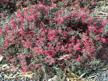 Load image into Gallery viewer, GREVILLEA WINTER DELIGHT 2.5L
