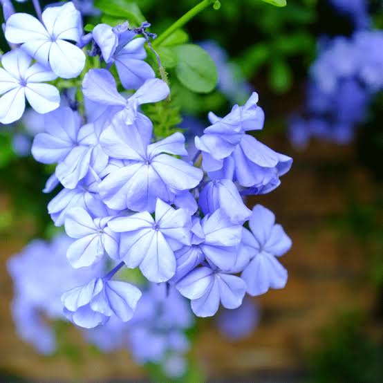 PLUMBAGO ROYAL CAPE STANDARD