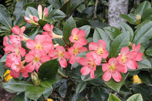 Load image into Gallery viewer, VIREYA RHODODENDRON KISSES 3.3L
