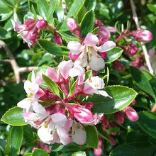 Load image into Gallery viewer, ESCALLONIA APPLE BLOSSOM 2.5L
