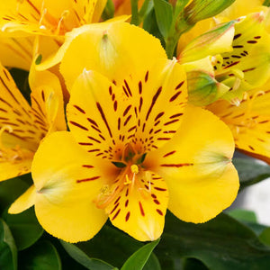 ALSTROEMERIA INCA RIO 2.5L