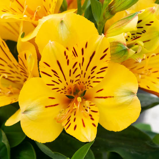 ALSTROEMERIA INCA RIO 2.5L