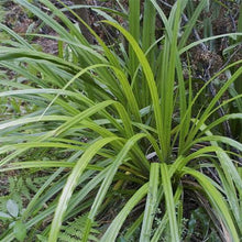 Load image into Gallery viewer, ASTELIA FRAGRANS KAKAHA 2.5L
