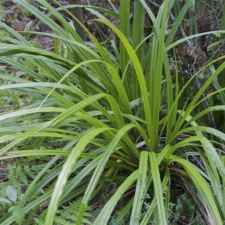 ASTELIA FRAGRANS KAKAHA 2.5L