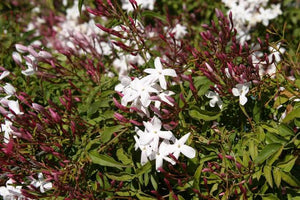 JASMINUM POLYANTHUM PINK JASMINE 3.5L