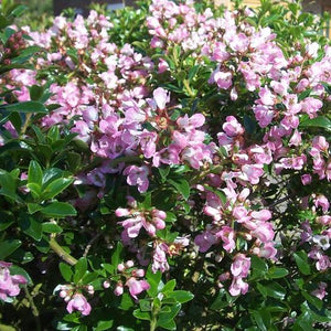 ESCALLONIA APPLE BLOSSOM 2.5L